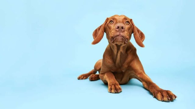 Biotin für Hunde