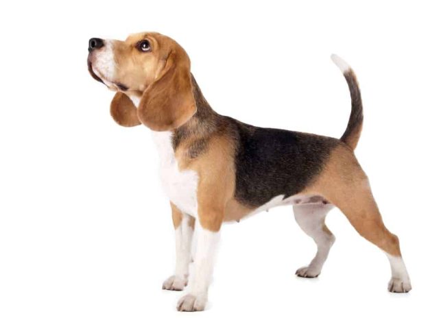 Beagle
