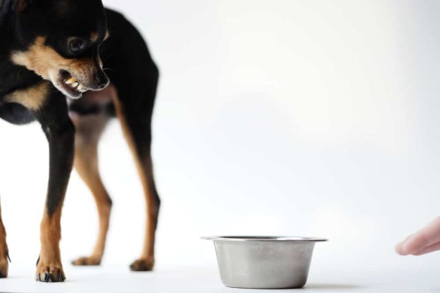 Futterneid beim Hund