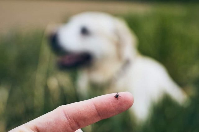 Zecken beim Hund