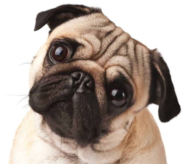 Mops