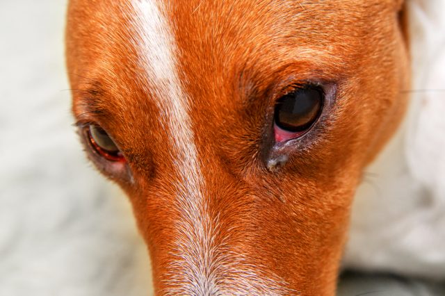 Bindehautentzündung beim Hund
