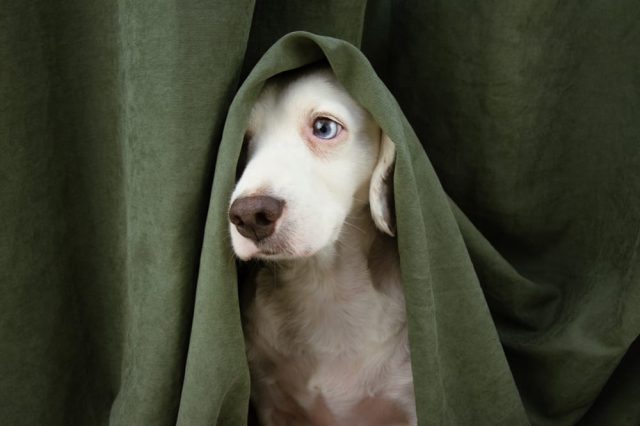 Bachblüten für Hunde