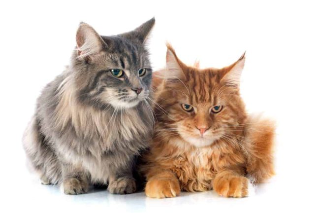 Katzen vergesellschaften