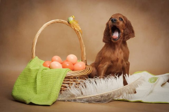 Dürfen Hunde Eier essen?