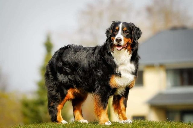 Berner Sennenhund