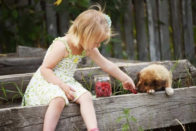 Dürfen Hunde Himbeeren essen?