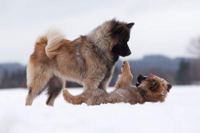 Eurasier