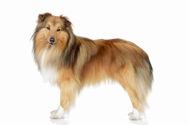 Sheltie