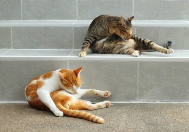 Katzen im Fellwechsel