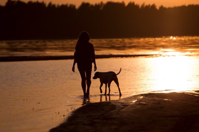 Hund im Dunkeln