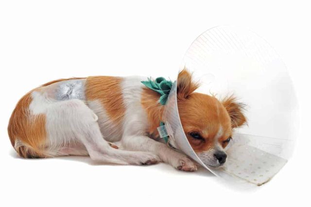 Halskrause für Hunde
