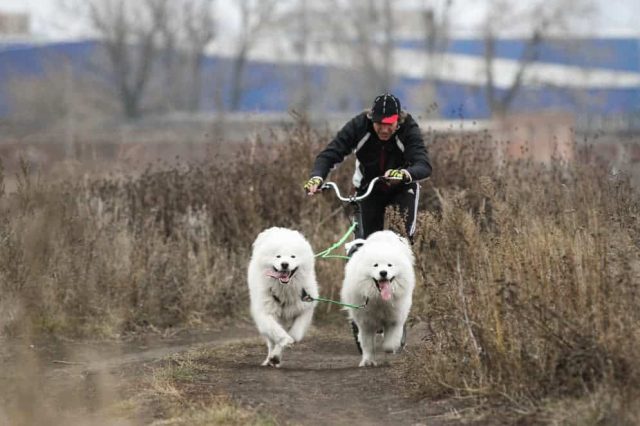 Zwei Hunde am Dogscooter