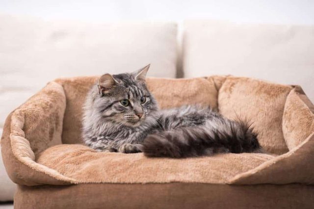 Katzenbett