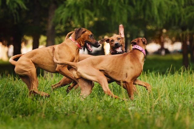 Mobbing unter Hunden