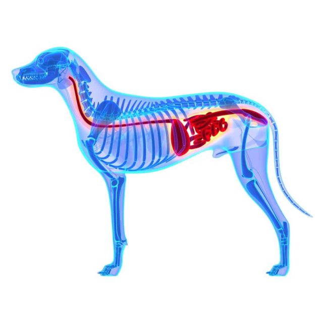 Darmverschluss beim Hund