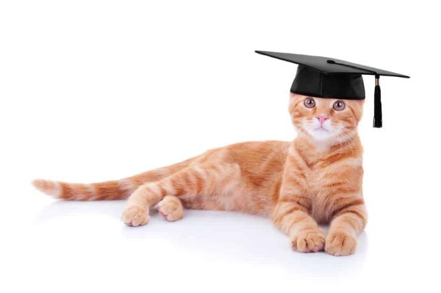 Clickertraining mit Katzen