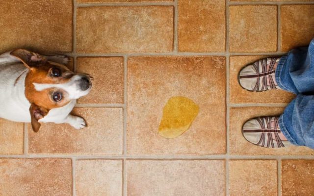 Der Hund pinkelt in die Wohnung? Ursachen und Hilfe!