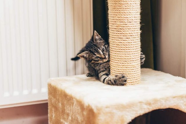 Kratzbaum für Katzen