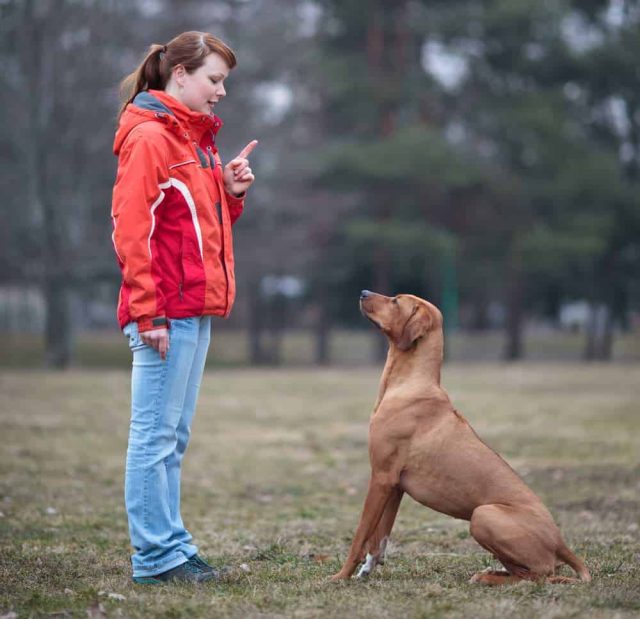 Rally Obedience