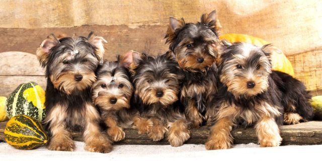 Yorkshire Terrier