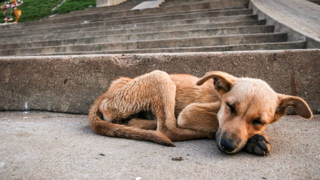Mittelmeerkrankheiten beim Hund