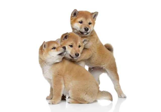 Akita Inu Welpen