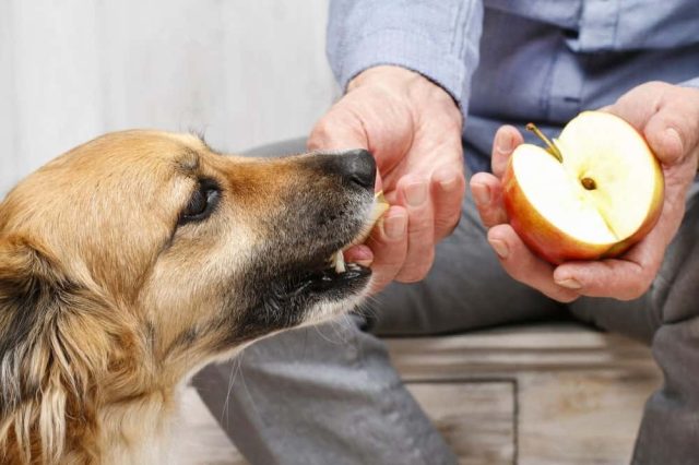 Dürfen Hunde Äpfel essen