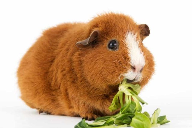 Meerschweinchenfutter