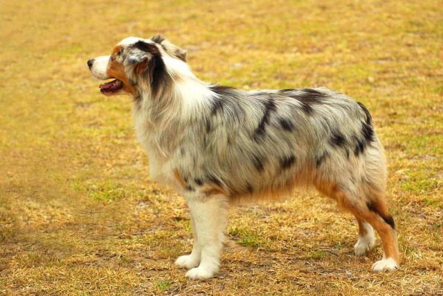 Australien Shepherd