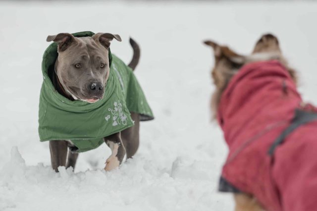 Wintermäntel für Hunde