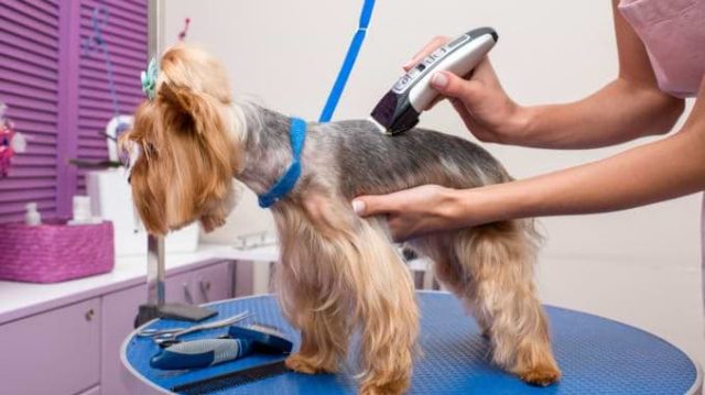 Yorkshire Terrier wird beim Hundefriseur getrimmt