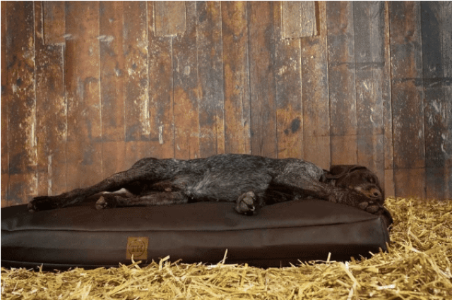 bettenhaus traumhund Hundekissen