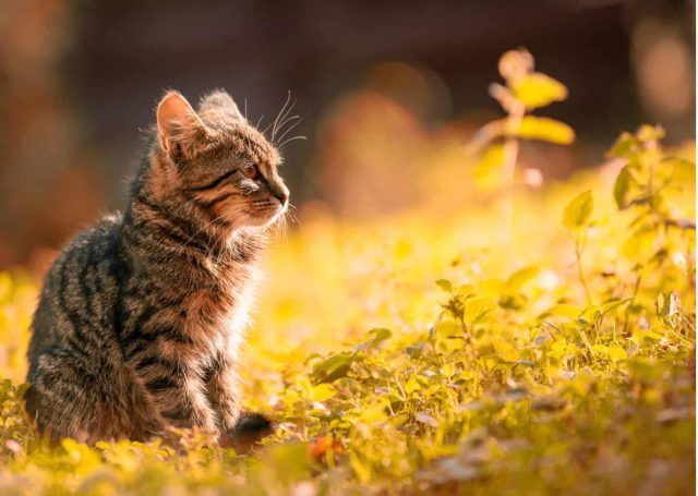 Kitten auf einer Wiese