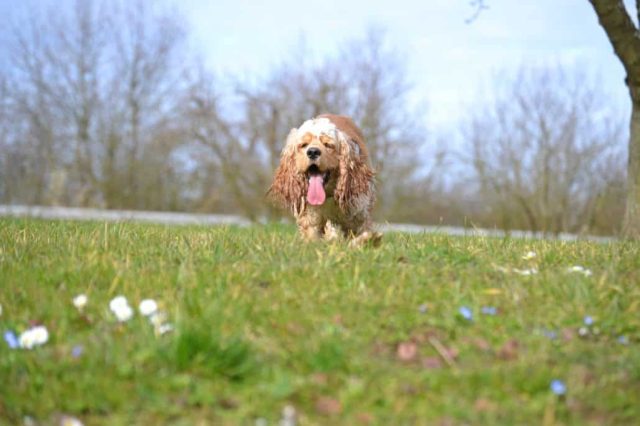 American Cocker Spaniel