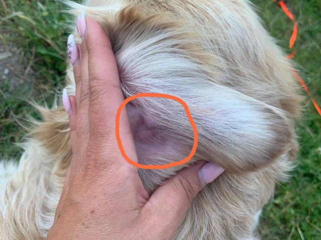 Blutohr beim Hund