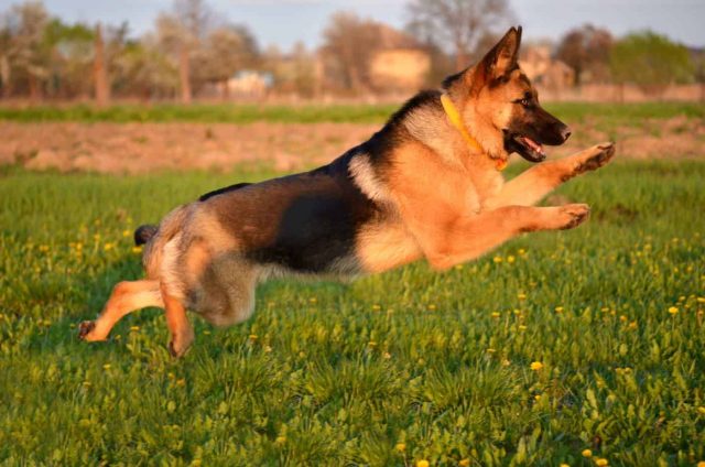 Deutscher Schäferhund im Training