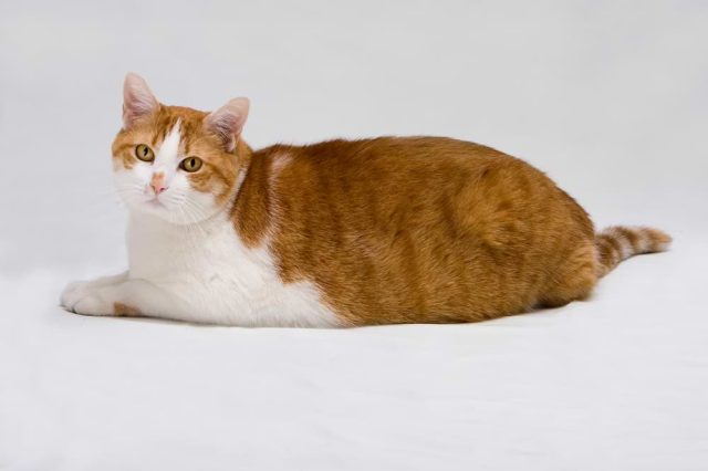 Katzenklo XXL für große Katzen