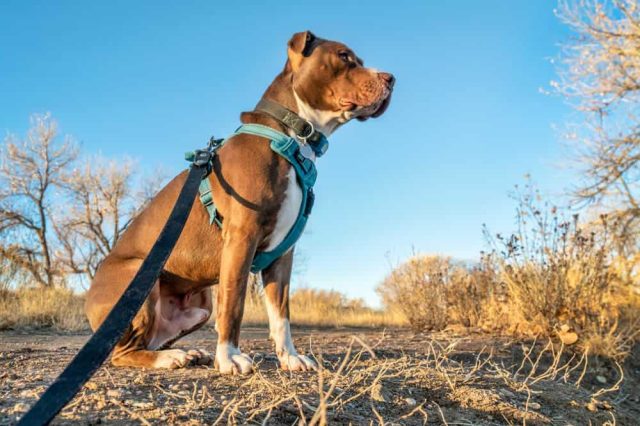 Hund mit Hundegeschirr richtig angelegt