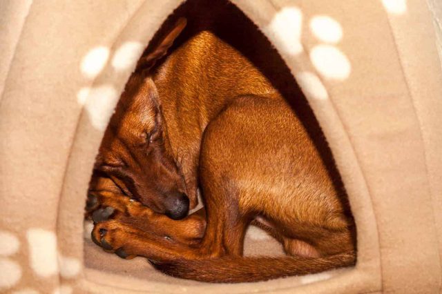 Hund liegt in Hundehöhle