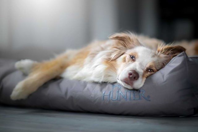 Hunter Hundebett