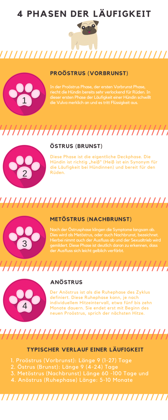 läufigkeit-infografik