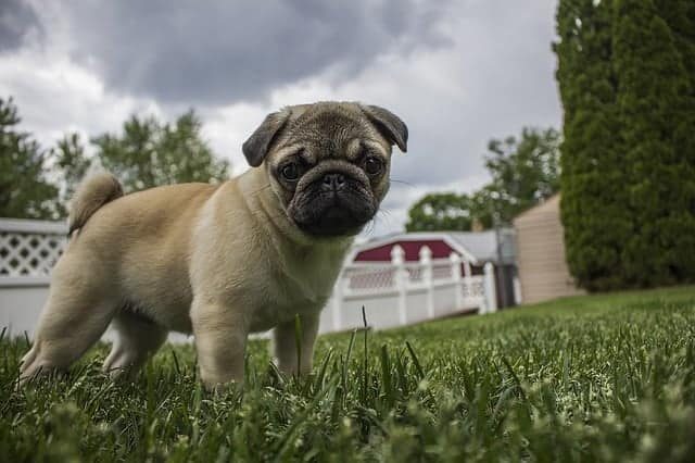 Hundebett für Mops