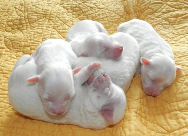 Nachwuchs beim Hund