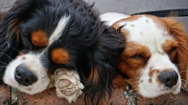 Können Hunde träumen?
