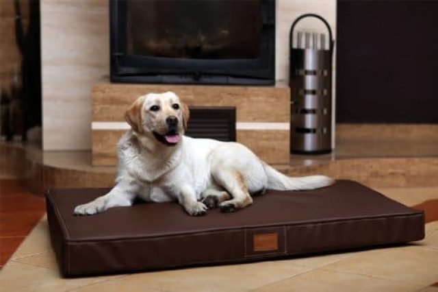 Oscar ViP Hundematratze