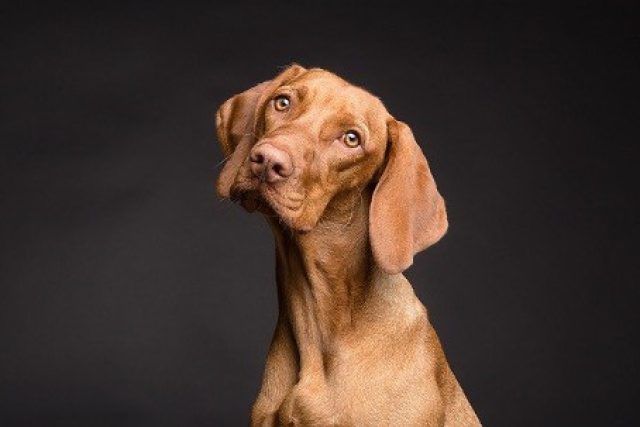 Magyar Vizsla