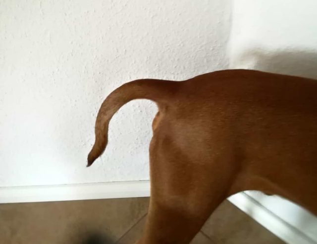 Wasserrute beim Hund