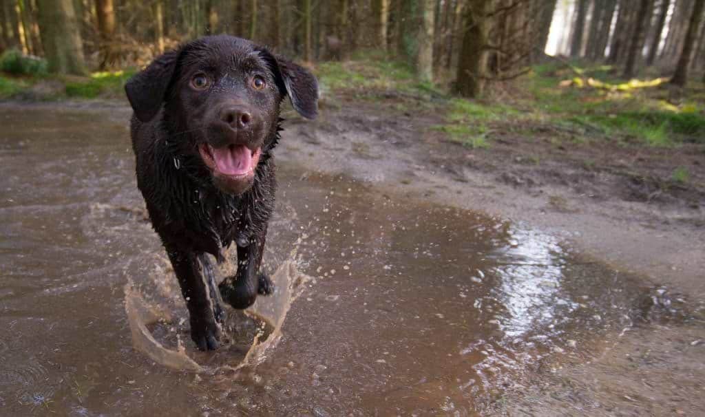 Fellpflege beim Labrador