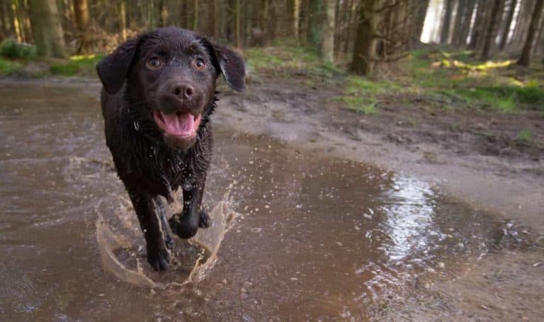 Fellpflege beim Labrador